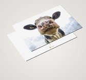 Cadeautip! Koeien Ansichtkaarten set 10x15 cm | 24 stuks