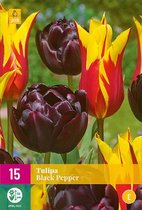 Tulipa Black Pepper Bloembol Ø 11 cm 12 cm 15 Stuks