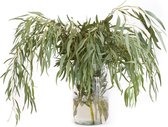 Verse Eucalyptus Formanii - Droogbloemen - 400 gram