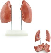 Het menselijk lichaam - anatomie model longen (4-delig, 20x30x15 cm)