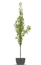 Zuilsierkers | Prunus serrulata Amanogawa | Stamomtrek: 16-18 cm