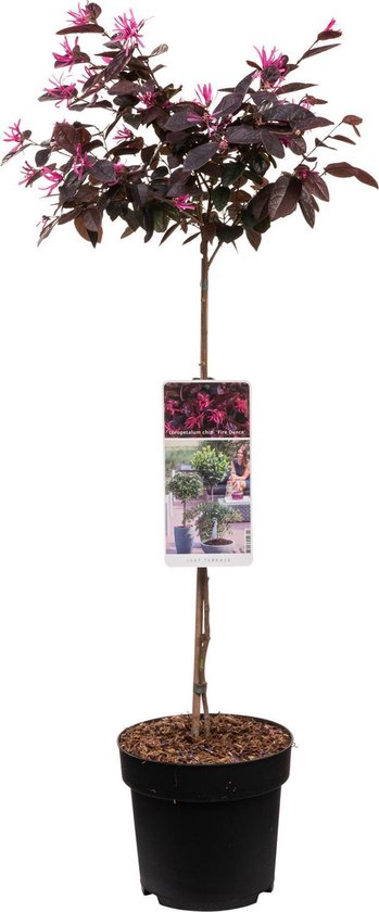 Chinese Franjeboom op stam - Loropetalum chin. Fire Dance - Totale hoogte 85cm