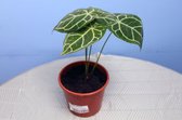 Plant 'n Bak - Anthurium Crystallinum