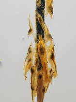 Shrimp barn - Shrimplollies (garnalen lolly) - Spirulina - Garnalen voer - Aquarium - 10 stuks