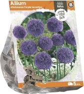 Plantenwinkel Allium Aflatunese Purple Sensation bloembollen per 5 stuks