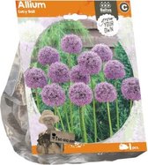 Plantenwinkel Allium Lucy Ball bloembollen per 1 stuks