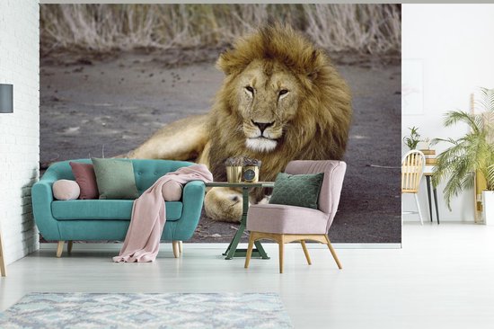 Papier peint - Papier peint photo Lion - Afrique - Animal - Largeur 360 cm x hauteur 240 cm