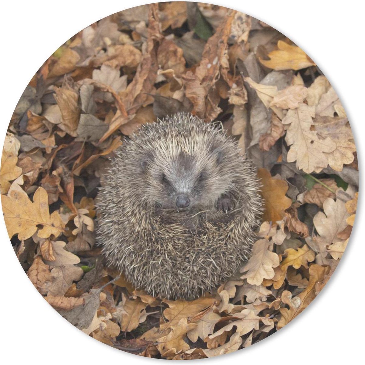 Muismat rond 50x50 cm - Mousepad Egel - Herfst - Bladeren - Ronde muismatten