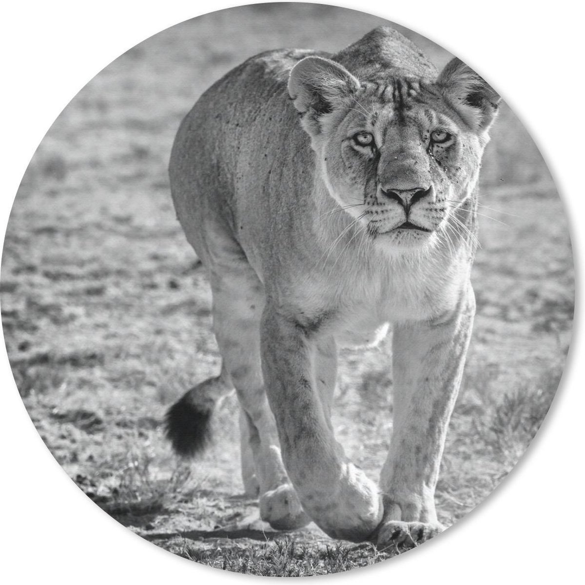 Muismat rond 40x40 cm - Mousepad Leeuw - Zwart - Wit - Ronde muismatten