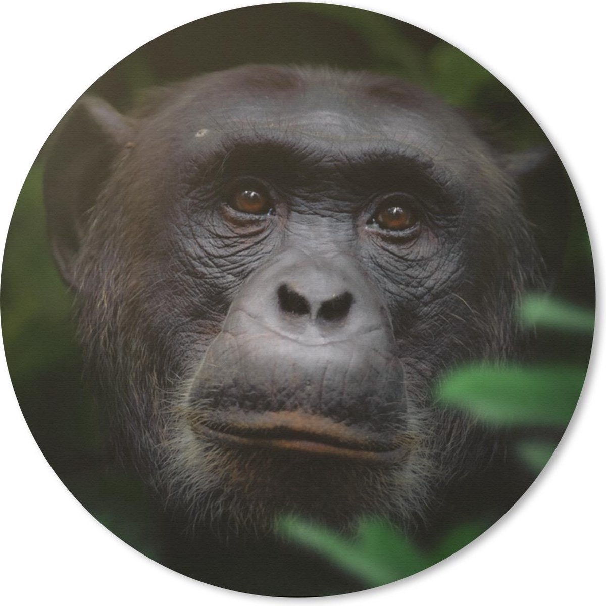 Muismat rond 50x50 cm - Mousepad Dieren - Aap - Jungle - Ronde muismatten