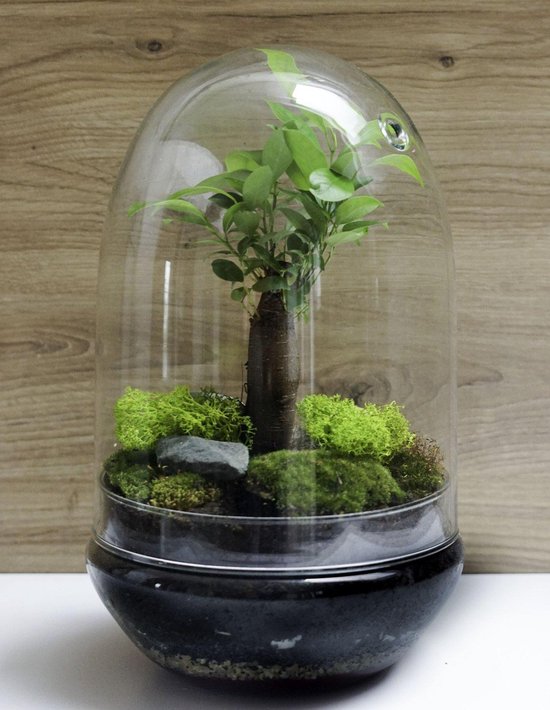 Glazen Terrarium leeg | Leeg Ecosysteem 