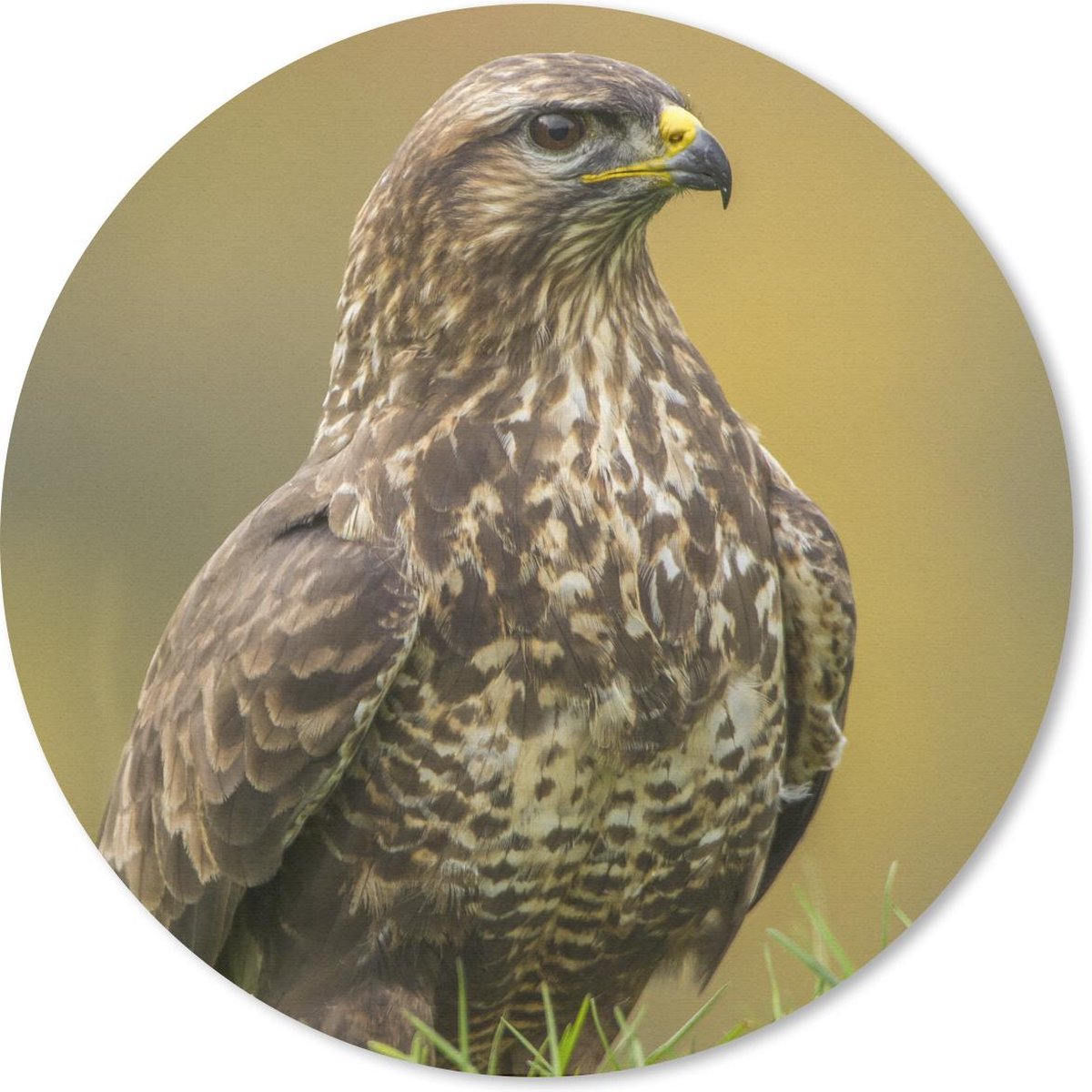 Muismat rond 40x40 cm - Mousepad Een buizerd zit in het veld - Ronde muismatten