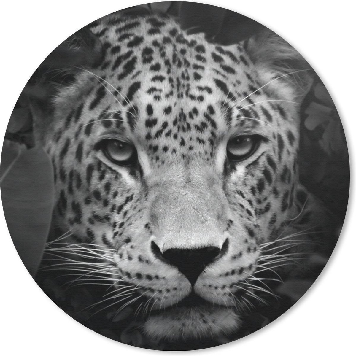 Muismat rond 50x50 cm - Mousepad Jungle - Panter - Wilde dieren - Zwart - Wit - Ronde muismatten
