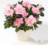 Roze Azalea Mooi Cadeau. Huiskamer Kantoor Plant
