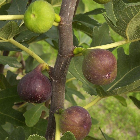 Rijpe, donkerpaarse vijgen en één onrijpe groene vijg aan een tak van een vijgenboom tussen de bladeren.