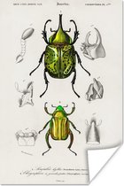 Poster Kever - Vintage - Insecten - 20x30 cm