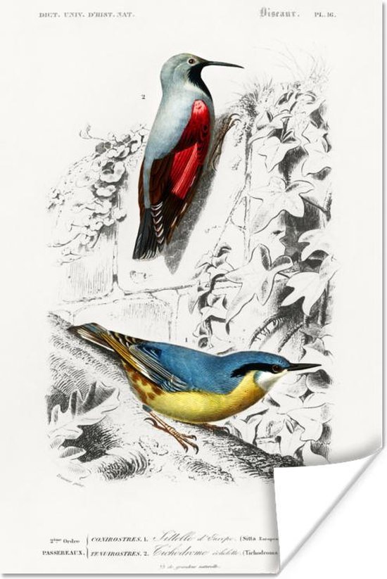 Tuinposter | Kleurrijke vogels | Papegaai | Vierkant