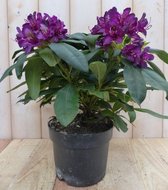 Rododendron 40 cm paars