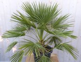winterharde palmboom chamaerops humilis 100 cm hoog