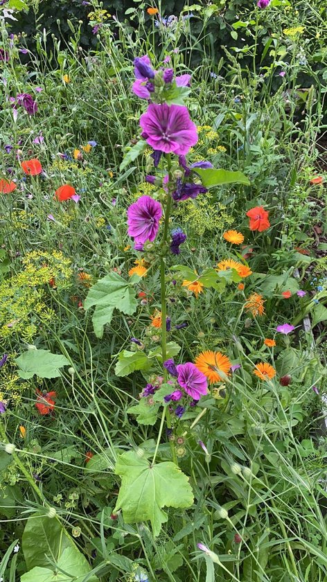 Veldbloemen zaad - Wildbloemen meerjarig 5 gram - 2,5 m2 - klaproos - goudsbloem - korenbloem - bloemenweide - bijen - vlinders