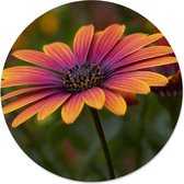 Label2X Muurcirkel flowertastic - Ø 40 cm - Dibond - Aanbevolen