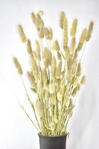 Droogbloemen - Droogbloemen boeket - Phalaris - Naturel - 60 cm - Natuurlijk Bloemen
