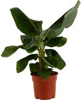Kamerplant van Botanicly – Bananenplant – Hoogte: 60 cm – Musa Oriental Dwarf