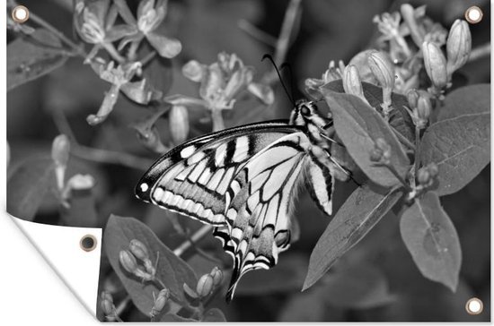 Tuindecoratie Koninginnepage vlinder drinkt nectar - zwart wit - 60x40 cm - Tuinposter - Tuindoek - Buitenposter
