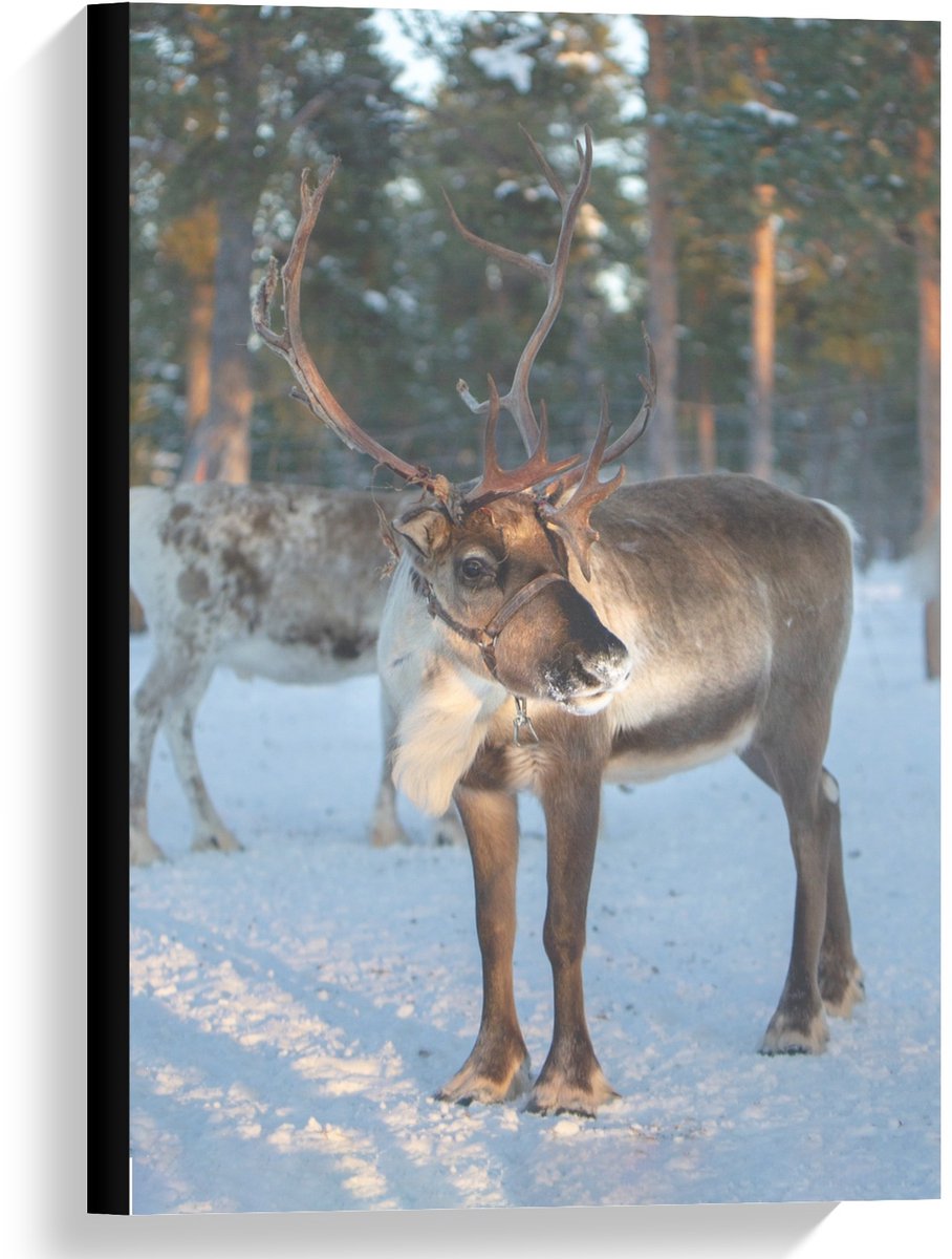 KuijsFotoprint Canvas - Rendier in de Sneeuw - 40x60cm Foto op Canvas Schilderij (Wanddecoratie op Canvas) Groen