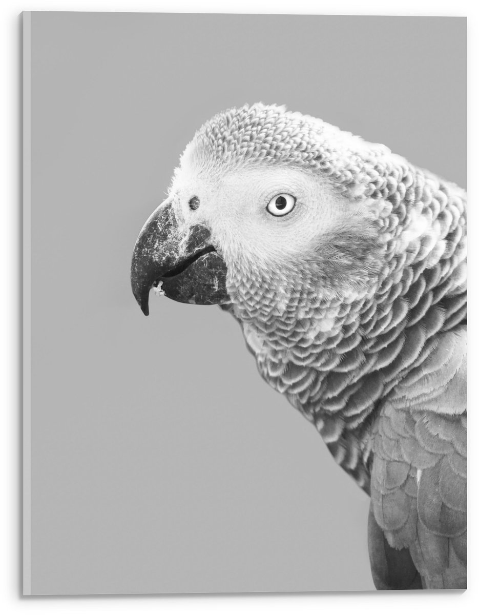 KuijsFotoprint Acrylglas - Papegaai in het zwart/wit - 30x40cm Foto op Acrylglas (Wanddecoratie op Acrylglas)
