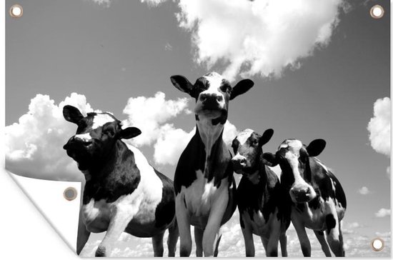 Vier Friese koeien onder een bewolkte hemel - zwart wit