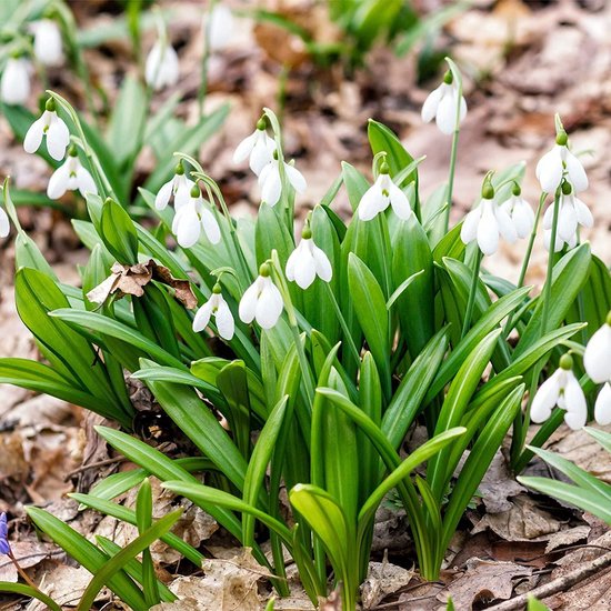 Een bos glanzende sneeuwklokjes met witte bloemen en groene bladeren tussen bruine bladeren.