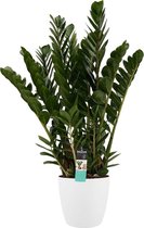 Kamerplant van Botanicly – Zamioculcas Zamifoliia incl. sierpot wit als set – Hoogte: 80 cm