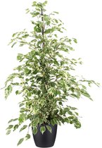 Kamerplant van Botanicly – Treurvijg incl. sierpot zwart als set – Hoogte: 105 cm – Ficus benjamina Twilight