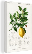 Toile Peinture Citroen - Branche - Feuilles - 60x90 cm - Décoration murale