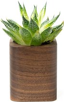 Oakywood Cubic Plant Pot - Massief Walnoot - Luxe Houten Kleine Plantenpot Bureauaccessoire