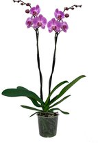ZynesFlora - Phalaenopsis - Orchidee - Ø 15cm - ↕ Hoogte: 75-85 cm - Roze - Kamerplant