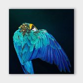 Poster Parrot Wings - Plexiglas - Meerdere Afmetingen & Prijzen | Wanddecoratie - Interieur - Art - Wonen - Schilderij - Kunst