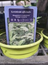 Lavas of Maggikruid - kruidenplant in 9 cm pot - Levisticum officinale