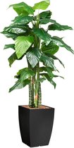 HTT - Kunstplant Philodendron in Genesis vierkant antraciet H210 cm