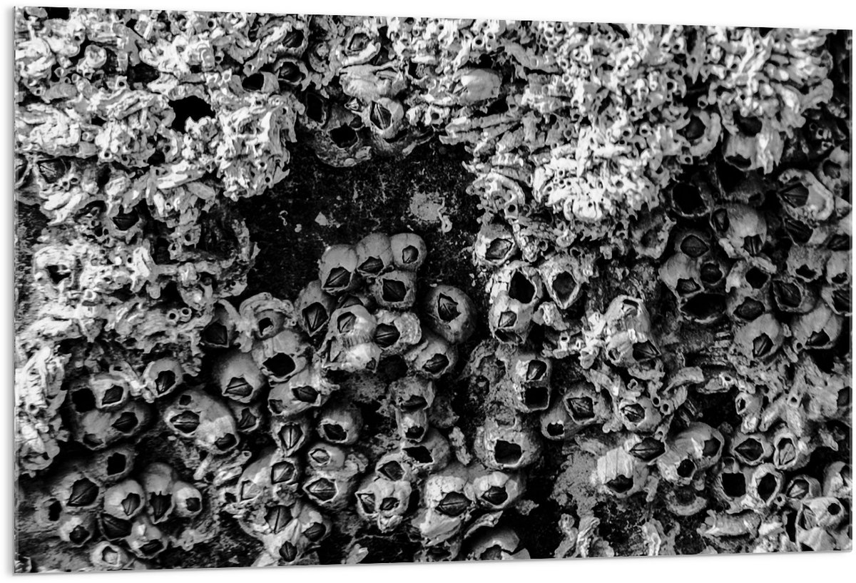 KuijsFotoprint Acrylglas - Struik in het Zwart/Wit - 120x80cm Foto op Acrylglas (Met Ophangsysteem)