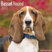 Basset Hounds Kalender 2022