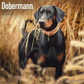 Dobermans Kalender 2022