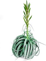 XXL Tillandsia Xerographica met bloem! (Air plant, Luchtplant, Kamerplant, Hangplant, Trendy, Urban Jungle, Makkelijk)