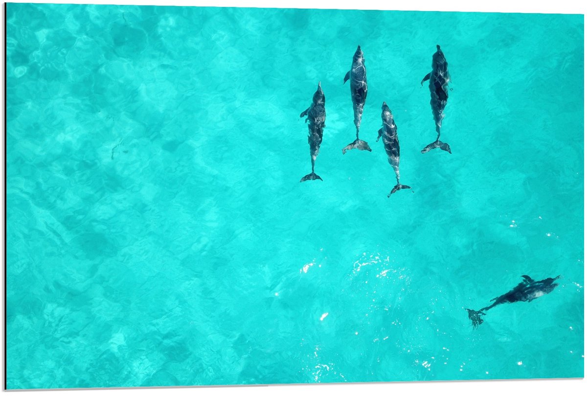 Dibond - Orka's in Tropische Zee - 90x60cm Foto op Aluminium (Wanddecoratie van metaal)