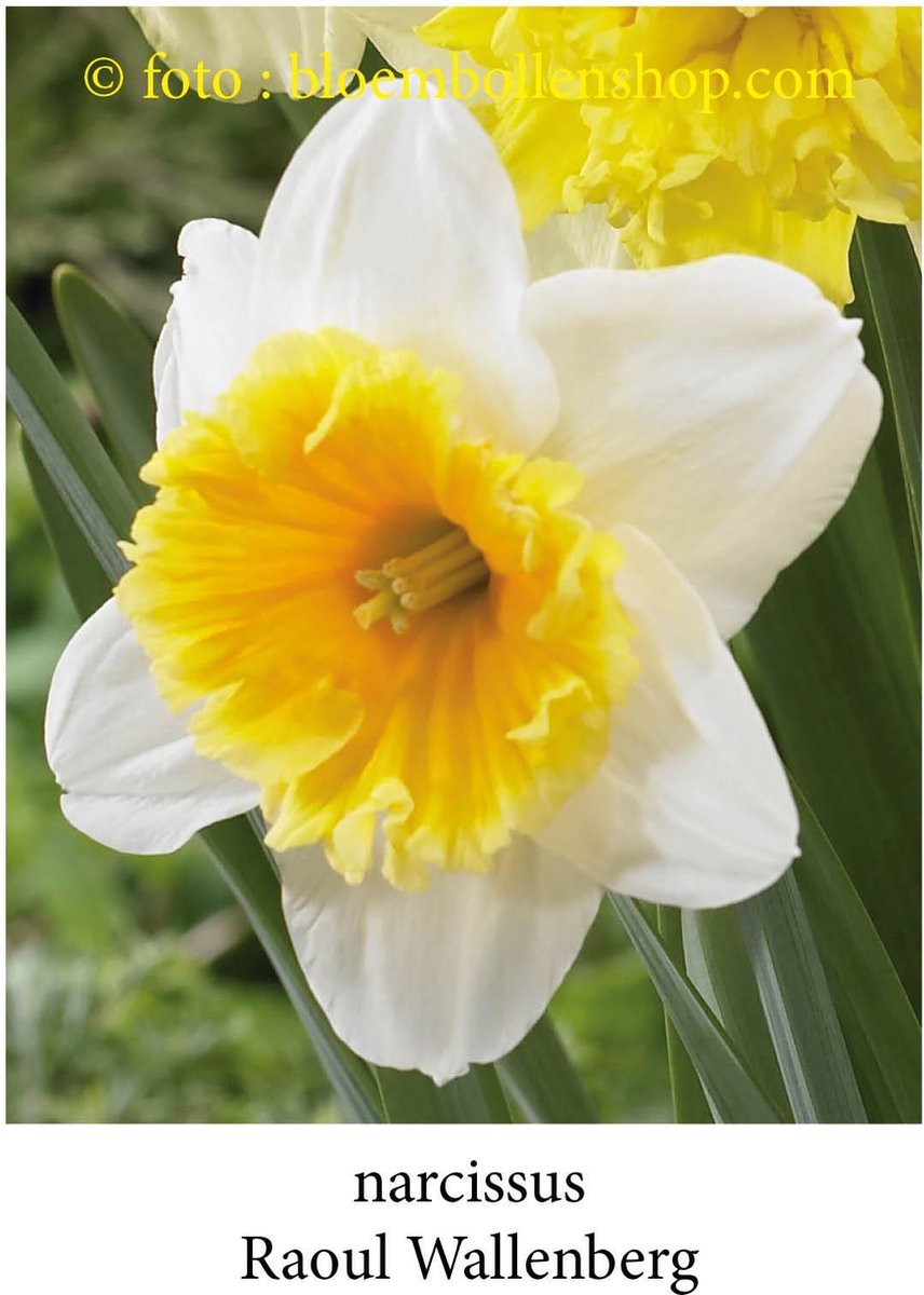 narcis Raoul Wallenberg 25 bollen maat 13/+ trompetnarcis bloembollen