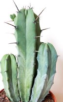 Ikhebeencactus Myrtillocactus Geometrizans zuilcactus in 17cm pot