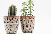 Ikhebeencactus | Opuntia Basilaris | Schijfcactus | Prachtig op kleur | Ø 17 cm |  45 cm