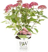 Hortensia | Hortensia 'Ruby Annabelle' - Buitenplant in pot ⌀19 cm - ↕40-50