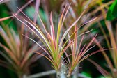Drakenbloedboom | Dracaena 'Magenta' per stuk - Kamerplant in kwekerspot ⌀17 cm - ↕75 cm